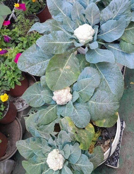 Plants and fish culture