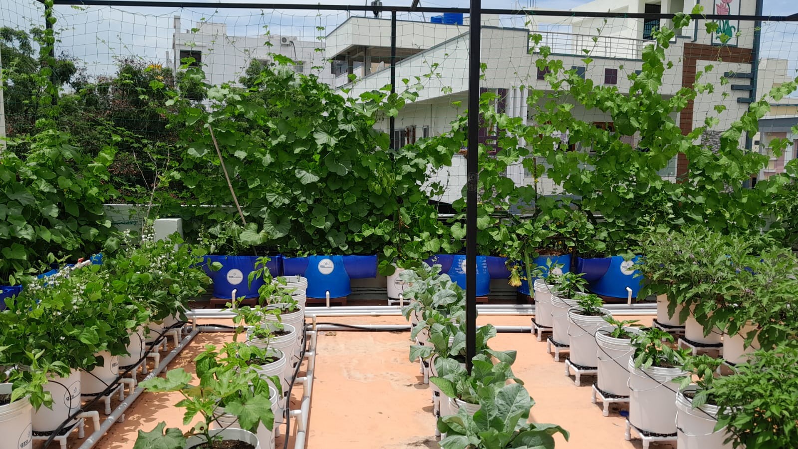 Rooftop garden 2