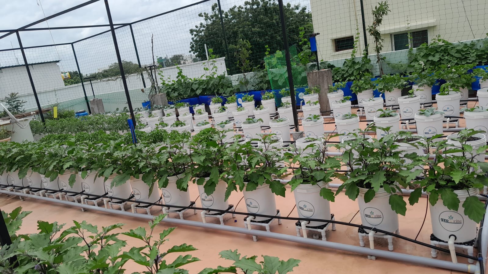Aquaponic setup