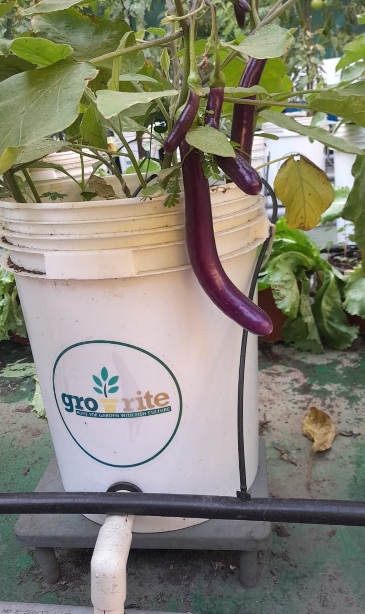 Plants and fish culture