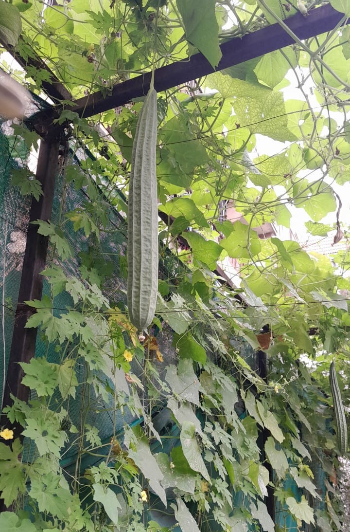 Plants and fish culture