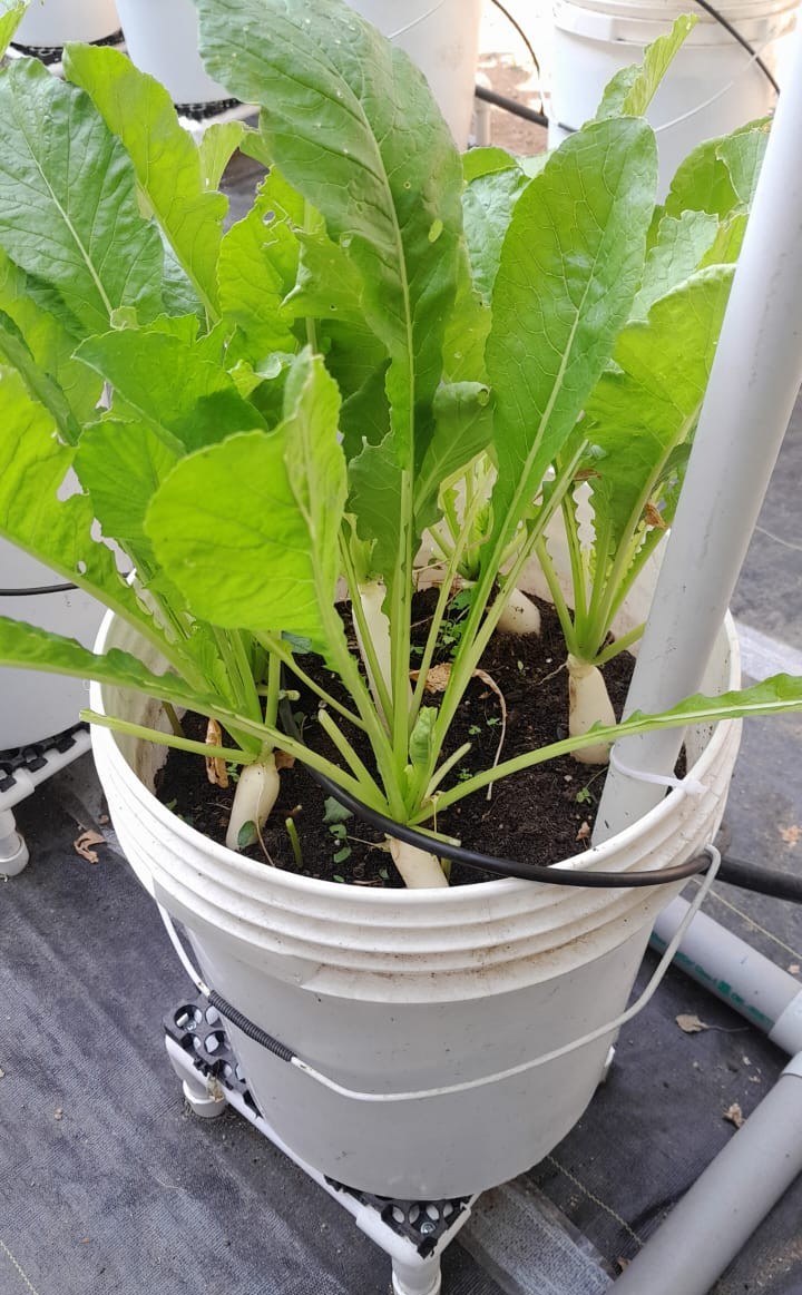 Plants and fish culture